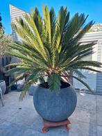 Prachtige grote Cycas Revoluta, Tuin en Terras, Planten | Tuinplanten, Ophalen, Overige soorten