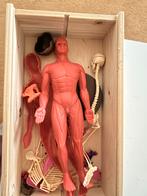 Zo werkt je lichaam - De Agostini, Ophalen of Verzenden, Zo goed als nieuw, Non-fictie