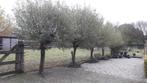 Wilgentakken, Tuin en Terras, Planten | Bomen, Ophalen, Volle zon, Overige soorten, 250 tot 400 cm