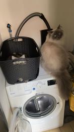 2 Gecastreerde katers, Dieren en Toebehoren, Katten en Kittens | Overige Katten, Kater