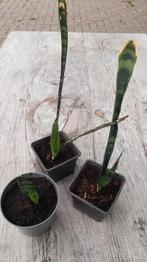 Sanseveria stekken, Ophalen of Verzenden, Overige soorten, Minder dan 100 cm