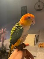 Roestop caique, Papegaai, Tam