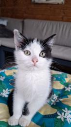 Kitten, poes, Dieren en Toebehoren, Katten en Kittens | Overige Katten
