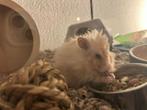 Hamster zoekt fijn nieuw thuis…, Dieren en Toebehoren, Knaagdieren, Januari, Mannelijk, Hamster