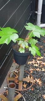 Rijstpapierplant, Tuin en Terras, Planten | Tuinplanten, Ophalen, Overige soorten, Volle zon