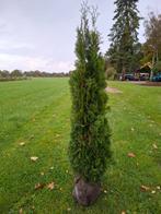 Thuja Smaragd - Prachtige Zuilvormige Conifeer, Ophalen, Bloeit niet, Halfschaduw, Overige soorten