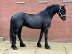 Mooie 3 jarige Friese ruin Tiede501 x Take455, Dieren en Toebehoren, Paarden, Gechipt, Ruin, Dressuurpaard, 3 tot 6 jaar