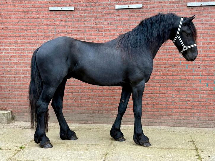 Mooie 3 jarige Friese ruin Tiede501 x Take455, Dieren en Toebehoren, Paarden, Ruin, Onbeleerd, 165 tot 170 cm, 3 tot 6 jaar, Dressuurpaard