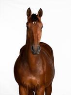 Mooie talentvolle dressuur ruin., Dieren en Toebehoren, Paarden, Met stamboom, Ruin, Dressuurpaard, 3 tot 6 jaar