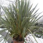 Nieuw Zeelands vlas (Phormium tenax 'Variegatum'), Tuin en Terras, Planten | Tuinplanten, Volle zon, Vaste plant, Zomer, Ophalen