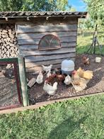 Koppel 1 jarige kippen gemixt, Meerdere dieren, Kip