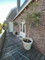 2 x olijfbomen in moderne pot., Tuin en Terras, Planten | Bomen, 100 tot 250 cm, Olijfboom, Zomer, Ophalen