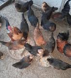 Broedeieren antwerpse baardkriel..., Geslacht onbekend, Kip