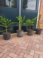 Apenboom / slangen den va €25,-, Tuin en Terras, Planten | Bomen, Ophalen, Volle zon, Overige soorten