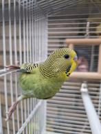 parkiet jong baby s grasparkieten vogelkooi, Dieren en Toebehoren, Vogels | Parkieten en Papegaaien, Meerdere dieren, Parkiet