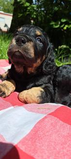 Friese stabij x Engelse cockerspaniel pups, Overige rassen, 8 tot 15 weken, CDV (hondenziekte), Meerdere