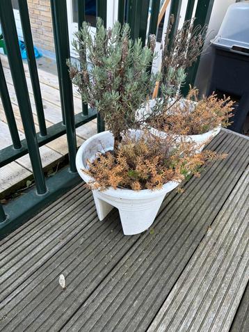 2 x Elho Corsica balkonbak 30cm - Wit beschikbaar voor biedingen