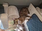 Bengaalse kat ter overname, Dieren en Toebehoren, Poes