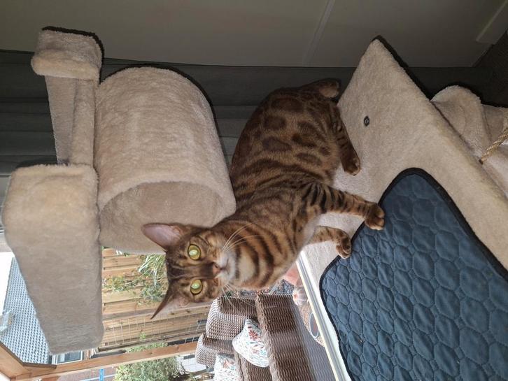 Bengaalse kat ter overname, Dieren en Toebehoren, Katten en Kittens | Raskatten | Korthaar, Poes