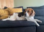 Beagle pups, update 3, Beagle, 8 tot 15 weken, Meerdere, Meerdere dieren