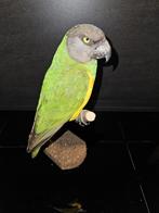 Prachtige nieuw opgezette bonte boer papagaai, Ophalen of Verzenden, Nieuw, Vogel, Opgezet dier