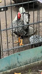 Haantje zoekt een fijn plekje., Dieren en Toebehoren, Pluimvee, Mannelijk, Kip