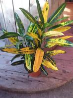Kamerplant Croton variegatum 'Sunny Star', Ophalen, Halfschaduw, Minder dan 100 cm