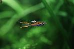 Endler guppen, Dieren en Toebehoren, Vissen | Aquariumvissen, Vis, Zoetwatervis