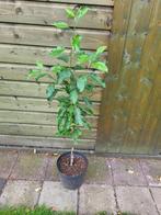Appelboom, Tuin en Terras, Planten | Fruitbomen, Ophalen, Lente, Volle zon, In pot