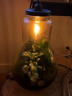 Ecosysteem in glas met lamp, Ophalen of Verzenden, Minder dan 100 cm