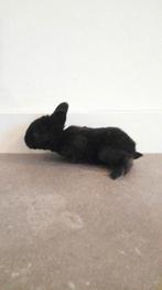 Flaamse reus, Meerdere dieren, Groot