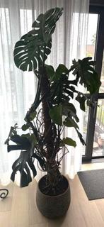 Woonkamerplanten incl sierpotten, Ophalen
