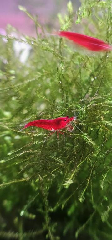 Neocaridina Bloody Mary Garnalen beschikbaar voor biedingen