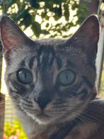 Poes, raszuivere Bengaal te koop, Dieren en Toebehoren, Katten en Kittens | Dekkaters, 3 tot 5 jaar