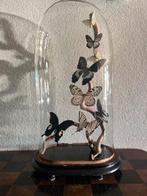 Prachtige glazen stolp met vlinders  Black & White, Huis en Inrichting, Woonaccessoires | Stolpen, Ophalen