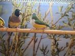 diverse gouldamadine's wilrkleur, Meerdere dieren, Tropenvogel, Geringd