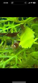 uitgeselecteerde crystal red garnalen, Kreeft, Krab of Garnaal