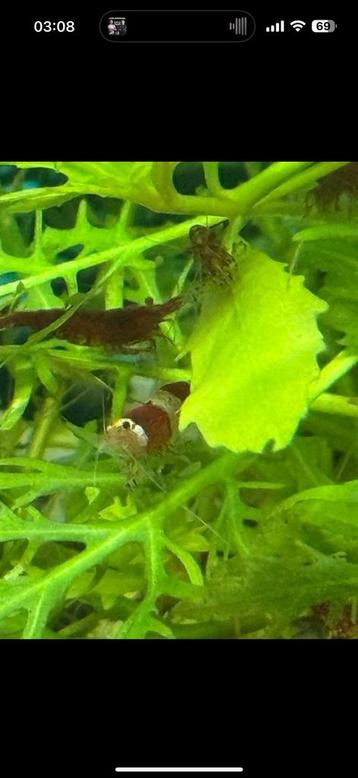 uitgeselecteerde crystal red garnalen beschikbaar voor biedingen