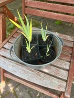 Bieslelie Sisyrinchium Striatum. Vaste tuinplant, Ophalen, Zomer, Overige soorten, Volle zon