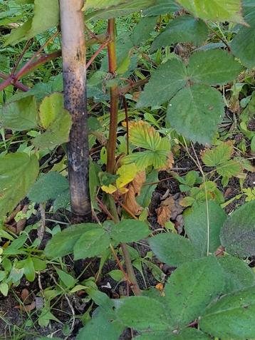Rubus 'Thornless Evergreen' - Braam zonder doornen beschikbaar voor biedingen