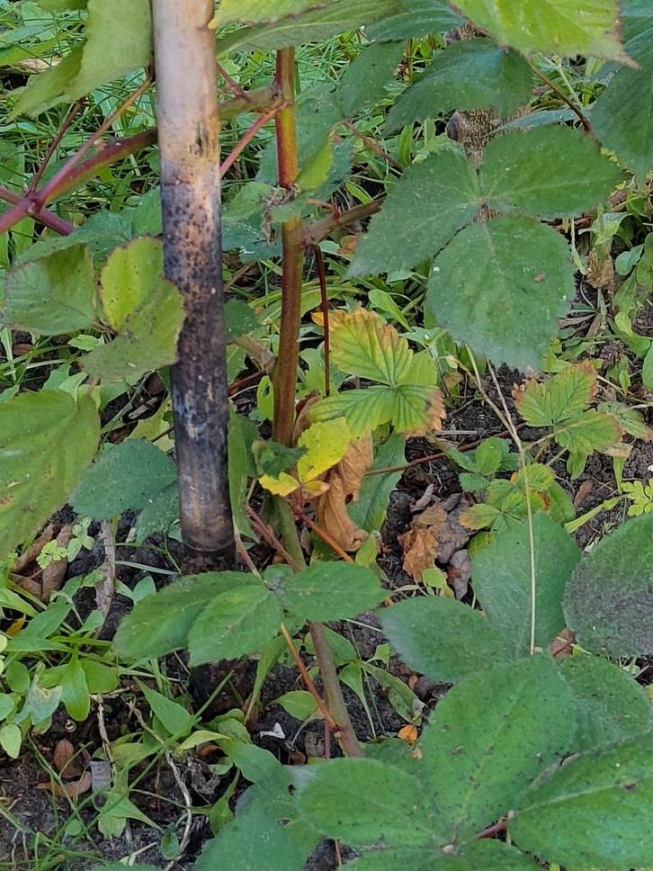 Rubus 'Thornless Evergreen' - Braam zonder doornen, Tuin en Terras, Planten | Tuinplanten, Vaste plant, Fruitplanten, Halfschaduw