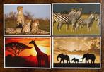 4 Nieuwe KAARTEN DIEREN AFRIKA, Verzamelen, Ansichtkaarten | Dieren, Verzenden, 1980 tot heden, Ongelopen, Wild dier