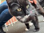 Europese korthaar, Dieren en Toebehoren, Katten en Kittens | Overige Katten, Poes