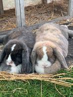 2 franse hangoren . Moeder en dochter . Graag samen weg, Dieren en Toebehoren, Konijnen, Vrouwelijk, Groot