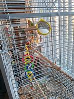 Vogels  met kooi, Dieren en Toebehoren, Vogels | Parkieten en Papegaaien, Meerdere dieren, Parkiet