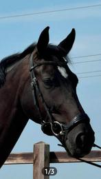 Vakantie verzorger gezocht