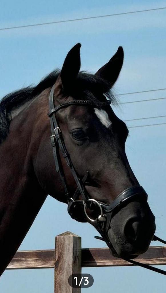 Vakantie verzorger gezocht, Diensten en Vakmensen, Dieren | Paarden | Verzorging, Oppas en Les