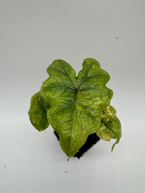 Alocasia Jacklyn Aurea Variegata, Huis en Inrichting, Kamerplanten, Overige soorten, Minder dan 100 cm, Ophalen of Verzenden