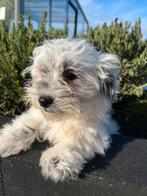 Mooie boomer pups, Nederland, Parvo, Overige rassen, 8 tot 15 weken