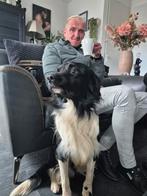 Borde collie/ friese stabei kruising. Kleur zwart/ witt ., Dieren en Toebehoren, Honden | Niet-rashonden, Reu, CDV (hondenziekte)